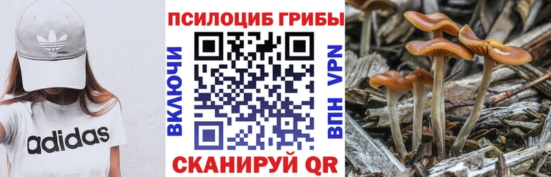 где купить наркотик  Изобильный  нарко площадка телеграм  Псилоцибиновые грибы Psilocybine cubensis 
